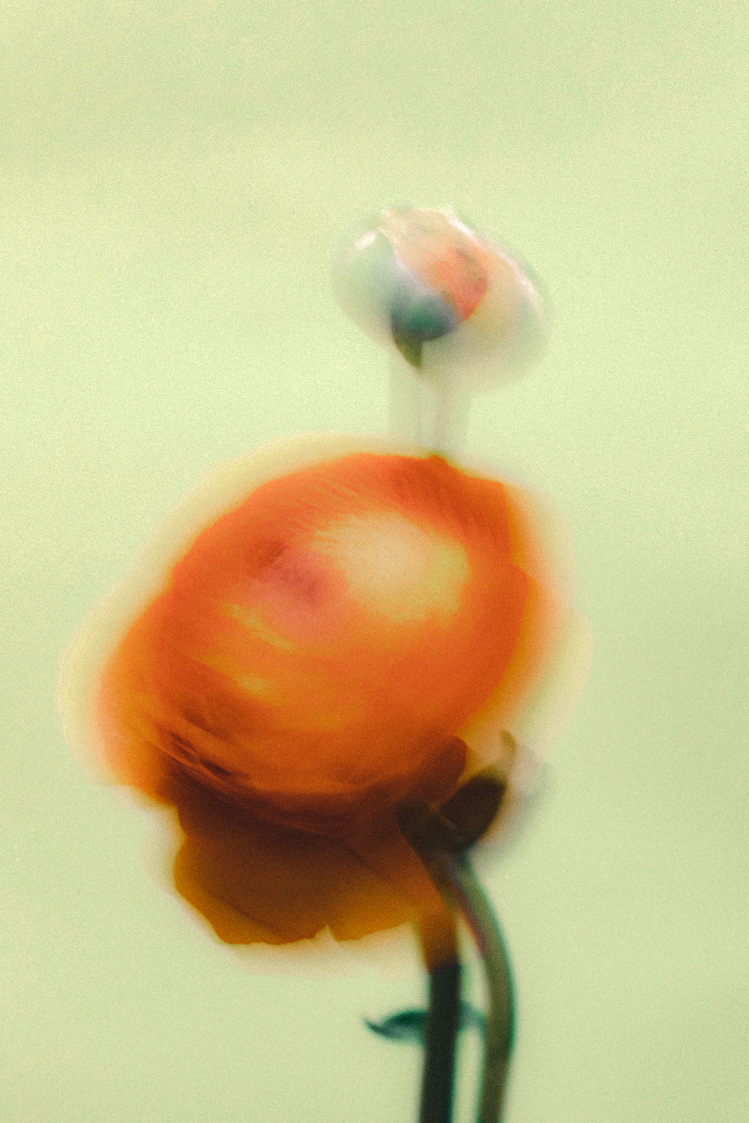 Blurry Poppy Flower